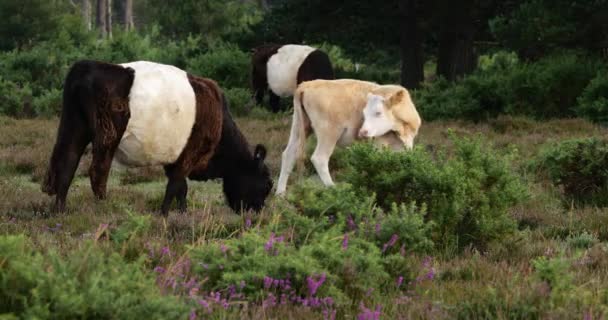 Belted Galloway Gado Bezerro Nova Floresta Hampshire Inglaterra — Vídeo de Stock