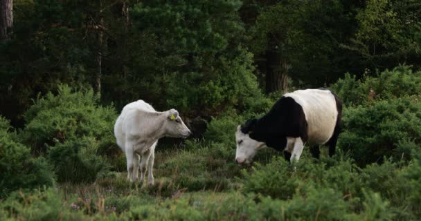 イギリスのハンプシャー州ニューフォレストでガロウェイ牛と牛を溶かした — ストック動画