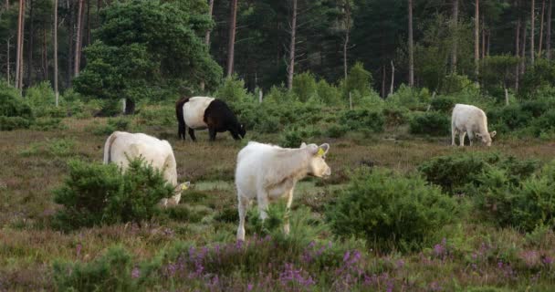 Belted Galloway Cattle Calf New Forest Hampshire England — Stock video