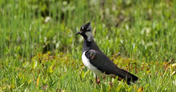 Northern Lapwing New Forest Hampshire England — стоковое видео