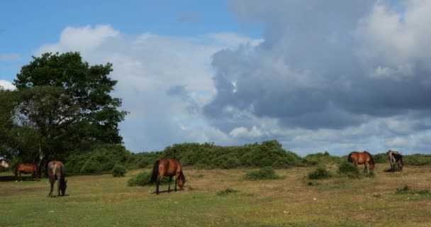 英国汉普郡新森林里正在放牧的马 — 图库视频影像