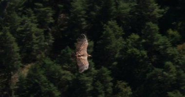 Griffon akbabası Jonte Vadisi üzerinde uçuyor, Lozere Bölümü, Fransa