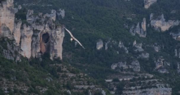 Avvoltoio Grifone Che Sorvola Gole Jonte Dipartimento Lozere Francia — Video Stock