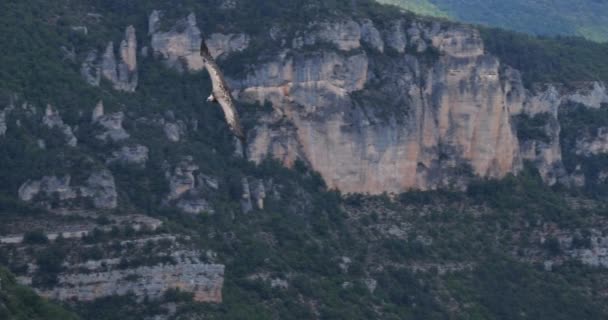 Buitre Leonado Sobrevolando Las Gargantas Jonte Departamento Lozere Francia — Vídeo de stock