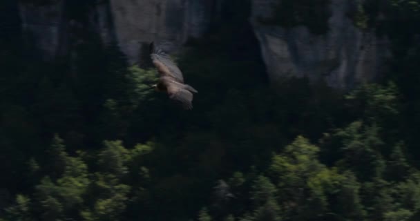 Грифон Стервятник Пролетающий Над Ущельем Джонте Департамент Лозер Франция — стоковое видео