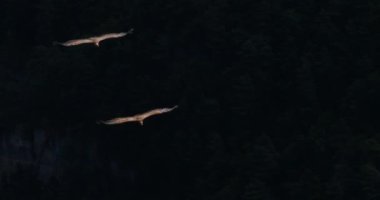 Griffon akbabası Jonte Vadisi üzerinde uçuyor, Lozere Bölümü, Fransa
