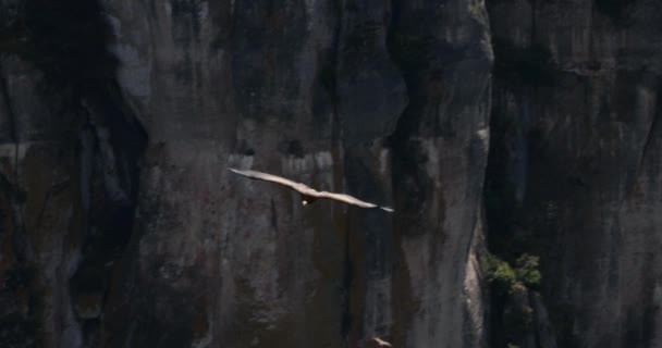 Griffon Gam Flyger Över Jonte Gorges Lozere Departement Frankrike — Stockvideo