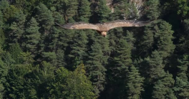 Sęp Griffon Lecący Nad Jonte Gorges Departament Lozere Francja — Wideo stockowe