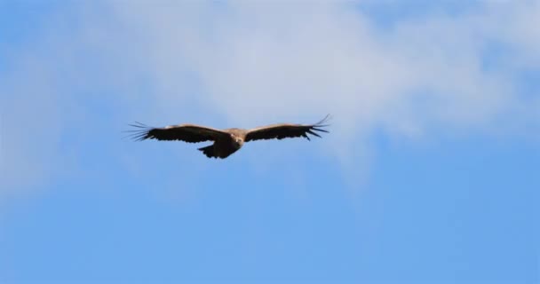 Griffon秃鹫飞越法国Lozere省Jonte峡谷 — 图库视频影像