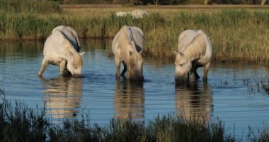 Beyaz kamp atları, Camargue, Fransa