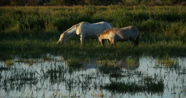 Witte Camargue Paarden Met Veulens Camargue Frankrijk — Stockvideo