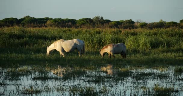 Białe Konie Camargue Źrebakami Camargue Francja — Wideo stockowe