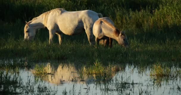 Λευκά Άλογα Camargue Πουλάρια Camargue Γαλλία — Αρχείο Βίντεο