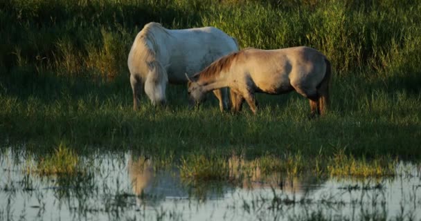 白色的骆驼和马驹 法国的骆驼 — 图库视频影像