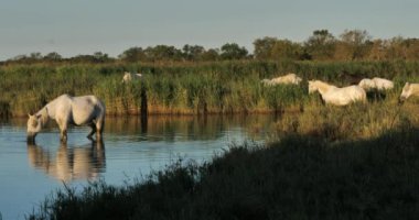 Beyaz kamp atları, Camargue, Fransa