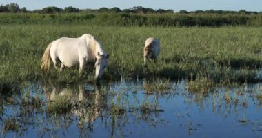 Beyaz kamp atları, Camargue, Fransa