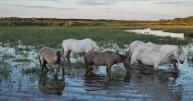 Kamp atları sürüsü gün doğumunda, Camargue, Fransa