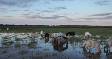 Kamp atları sürüsü gün doğumunda, Camargue, Fransa