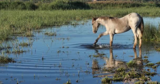Foal Camargue Horses Camargue France — Stock Video