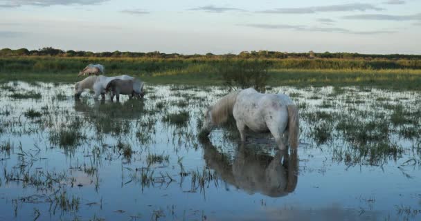 日の出にカマルグの馬の群れ カマルグ フランス — ストック動画