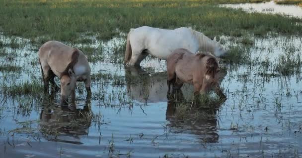 Herde Camargue Pferde Bei Sonnenaufgang Die Camargue Frankreich — Stockvideo