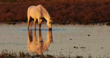 Beyaz kamp atları, Camargue, Fransa