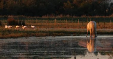 Beyaz kamp atları, Camargue, Fransa