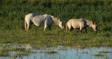 Beyaz Kamp atları, taylar, Camargue, Fransa