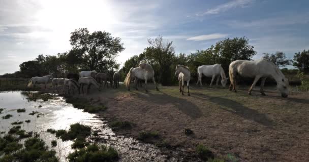 Herd Van Camargue Veulens Merries Camargue Frankrijk — Stockvideo