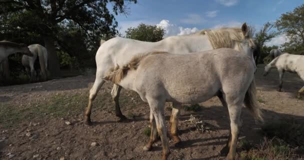 Ccamargue Foals Mare Camargue France — 图库视频影像