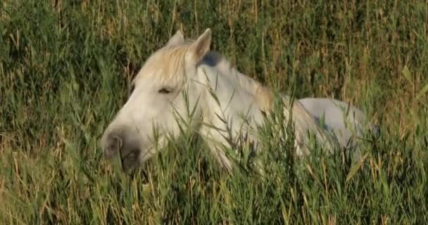 Weiße Camargue Pferde Schilf Camargue Frankreich — Stockvideo
