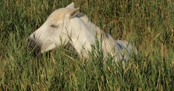Biały Koń Camargue Trzcinach Camargue Francja — Wideo stockowe