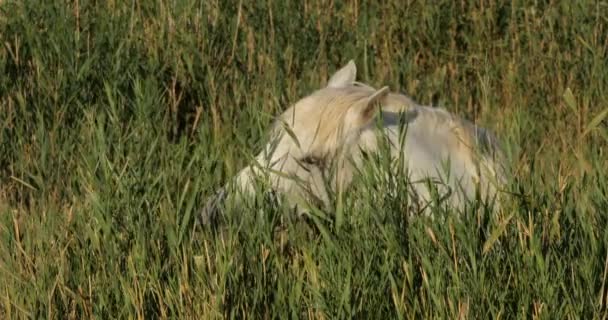 Witte Camargue Paard Het Riet Camargue Frankrijk — Stockvideo