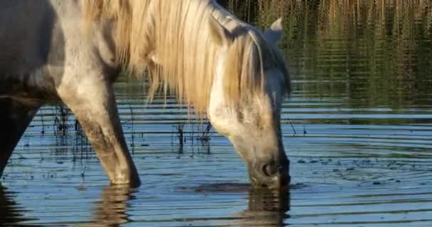 Beyaz Kamp Atları Camargue Fransa — Stok video