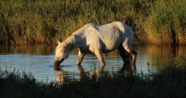White Camargue Horses Camargue France — Stock Video