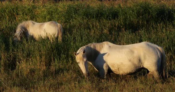 Sazlıktaki Beyaz Kamp Atı Camargue Fransa — Stok video
