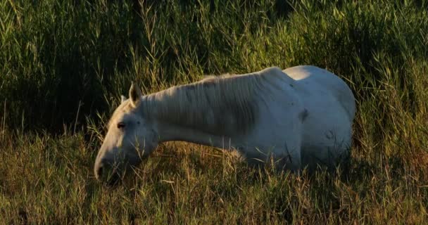Biały Koń Camargue Trzcinach Camargue Francja — Wideo stockowe