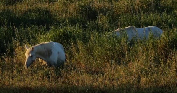 Белая Лошадь Камарга Камышах Камарг Франция — стоковое видео