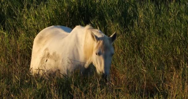 White Camargue Cavalo Nos Juncos Camargue França — Vídeo de Stock