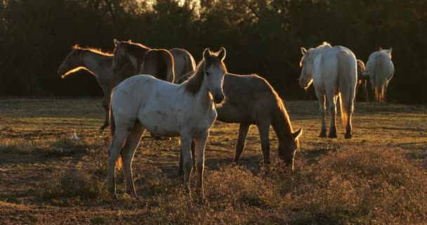 法国Camargue山羊群的骆驼群 — 图库视频影像