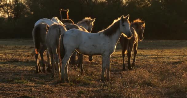 法国Camargue山羊群的骆驼群 — 图库视频影像