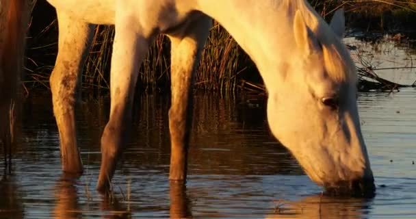 White Camargue Horses Camargue France — Stock Video