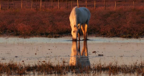 Cavalos Camargue Brancos Camargue França — Vídeo de Stock