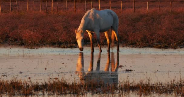 Weiße Camargue Pferde Camargue Frankreich — Stockvideo