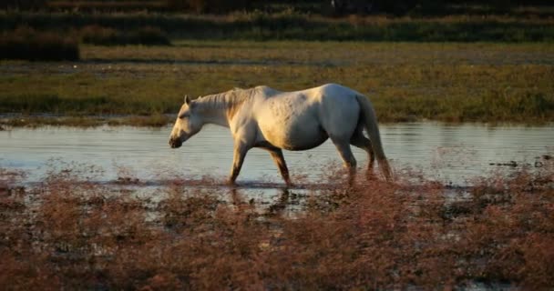 Białe Konie Kamuflażowe Camargue Francja — Wideo stockowe