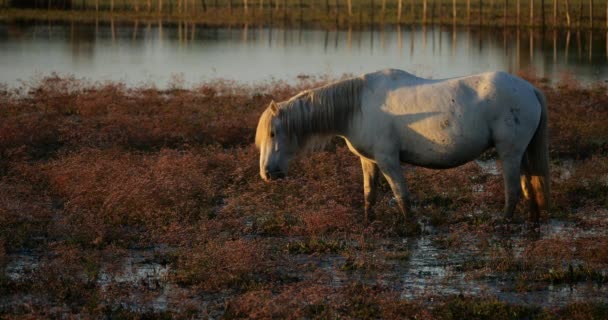 Λευκά Άλογα Camargue Camargue Γαλλία — Αρχείο Βίντεο