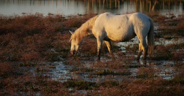 Witte Camargue Paarden Camargue Frankrijk — Stockvideo