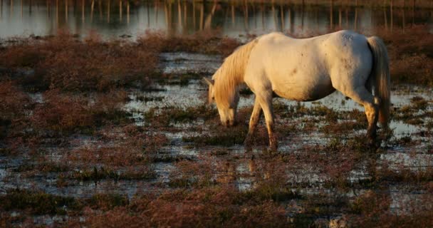 Cavalos Camargue Brancos Camargue França — Vídeo de Stock