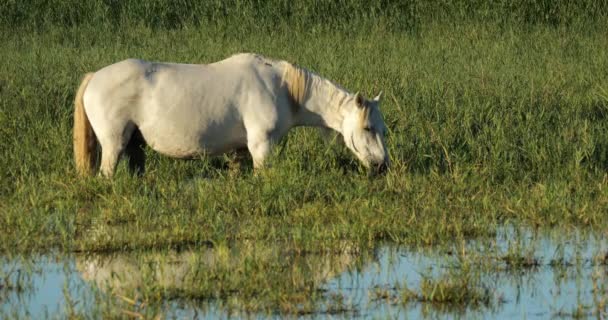 Weiße Camargue Pferde Camargue Frankreich — Stockvideo