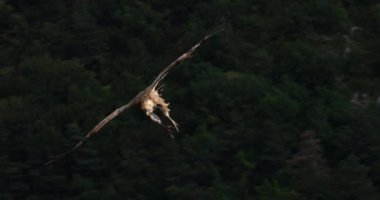 Griffon akbabası Jonte Vadisi üzerinde uçuyor, Lozere Bölümü, Fransa